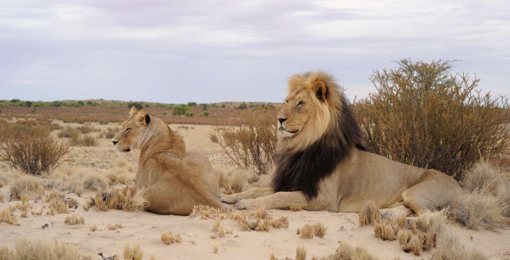 IM_SA_KGA_ Couple of lions