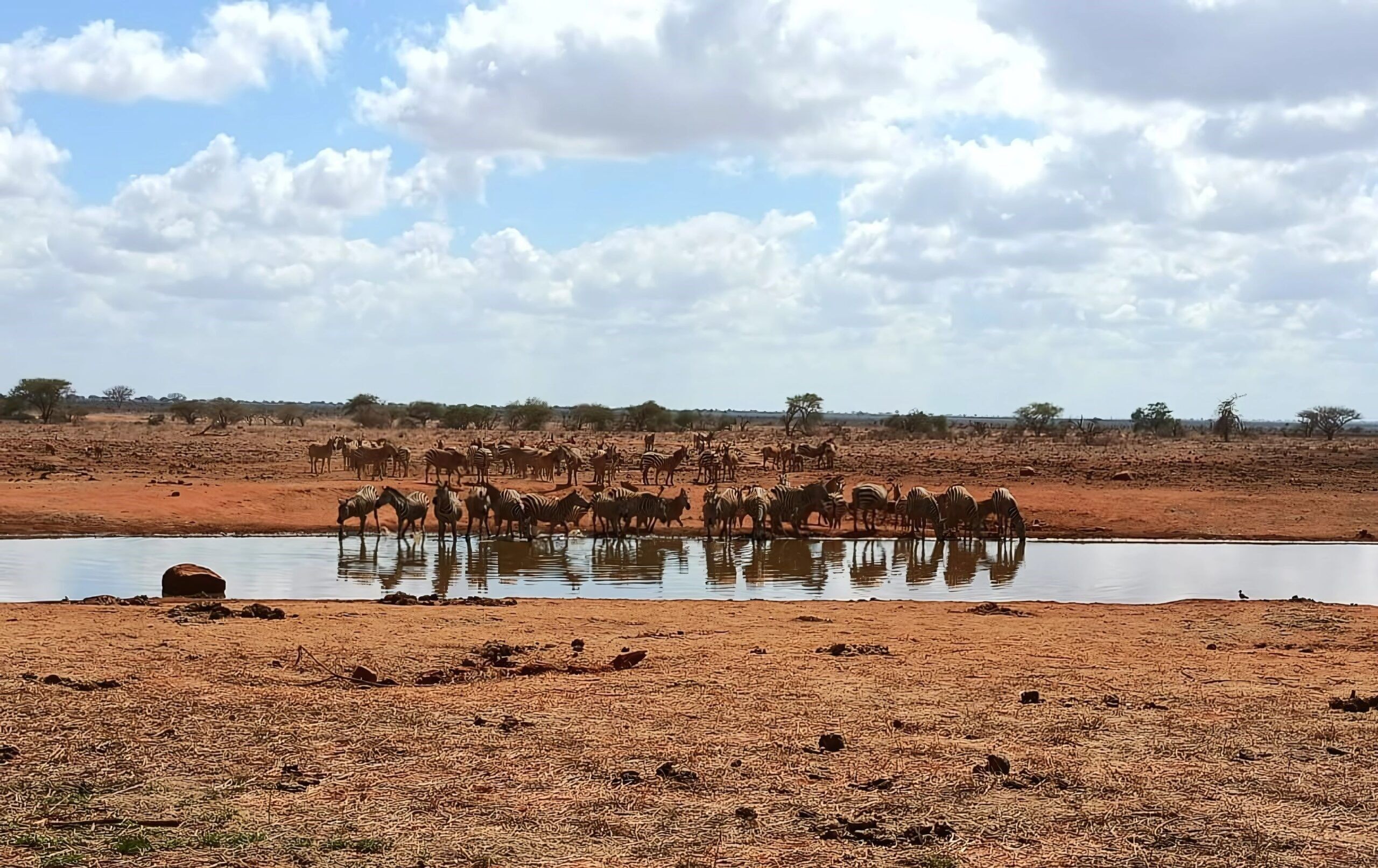 Game drive in Ngutuni Wildlife Conservancy