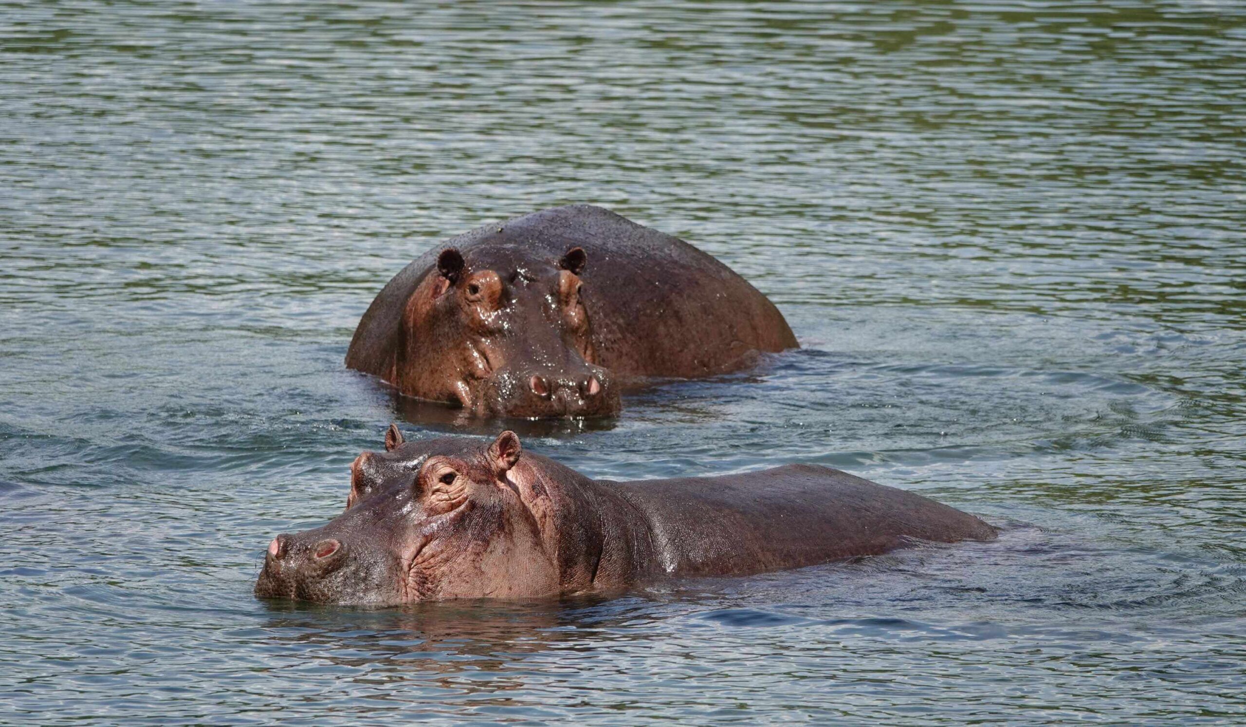 Visit the Mzima Springs