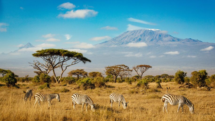 amboseli zebras