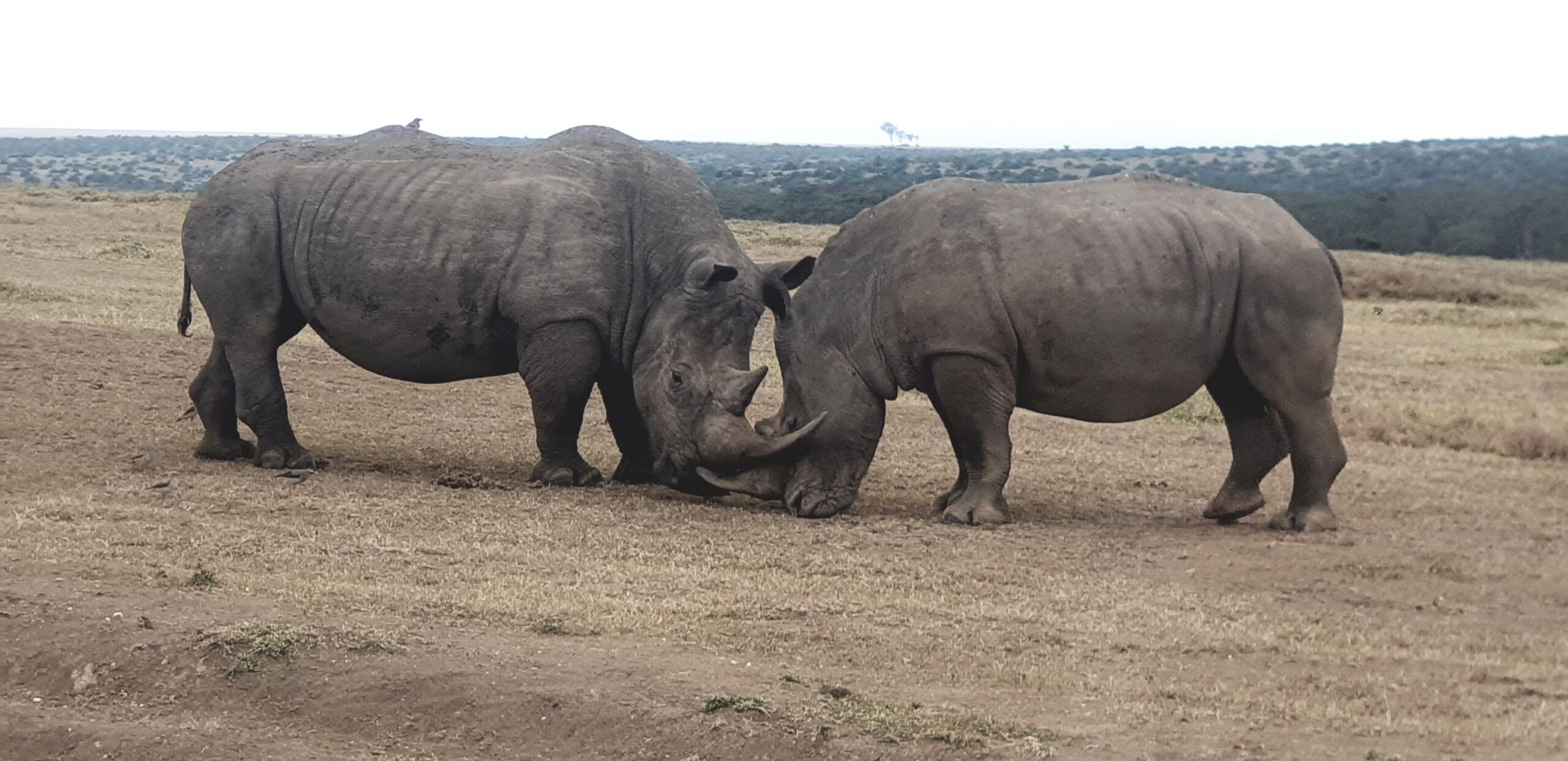 Drive from Ol' Pejeta Conservancy to Solio Conservancy