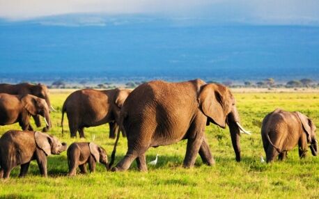 Herd of elephants with baby elephants roaming through the green grass