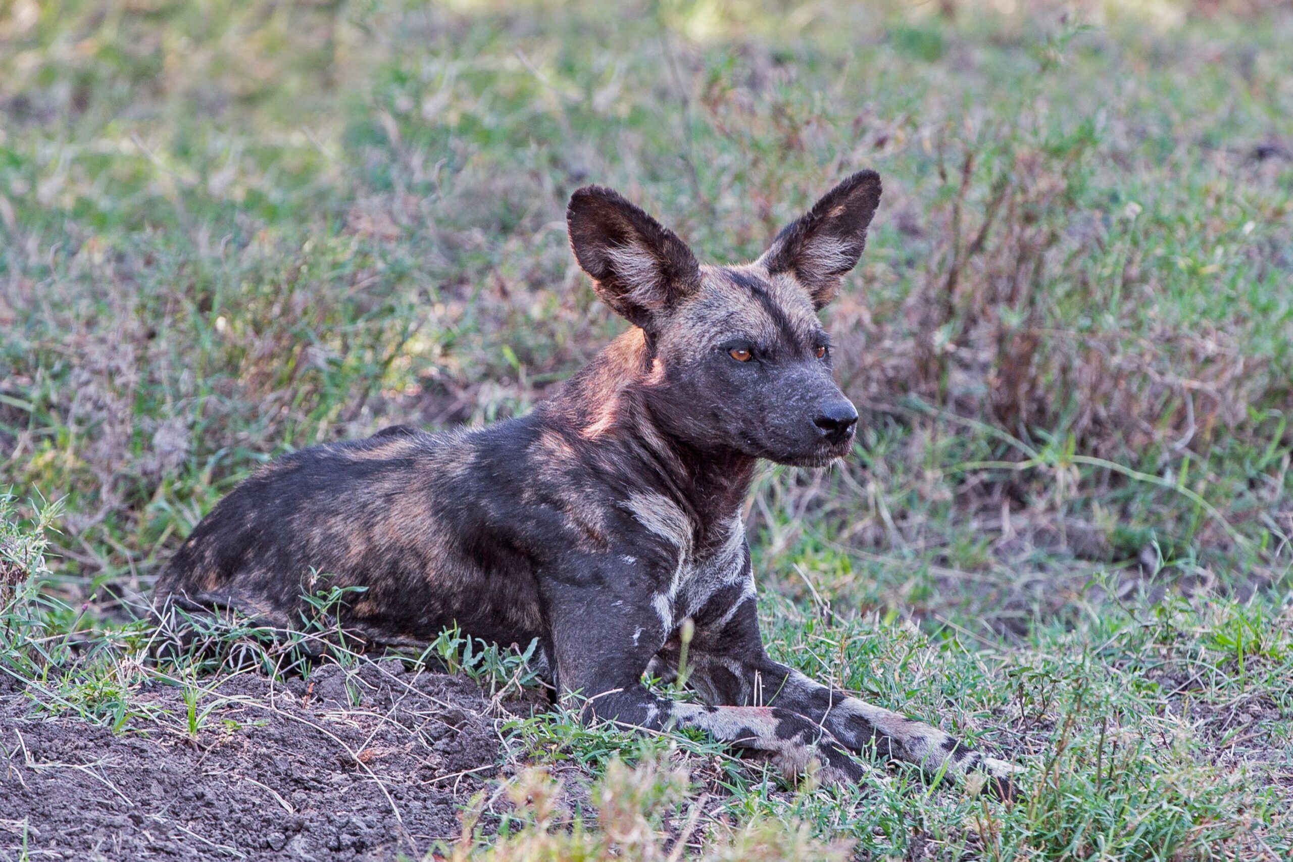 African Wild Dog lying in green grass