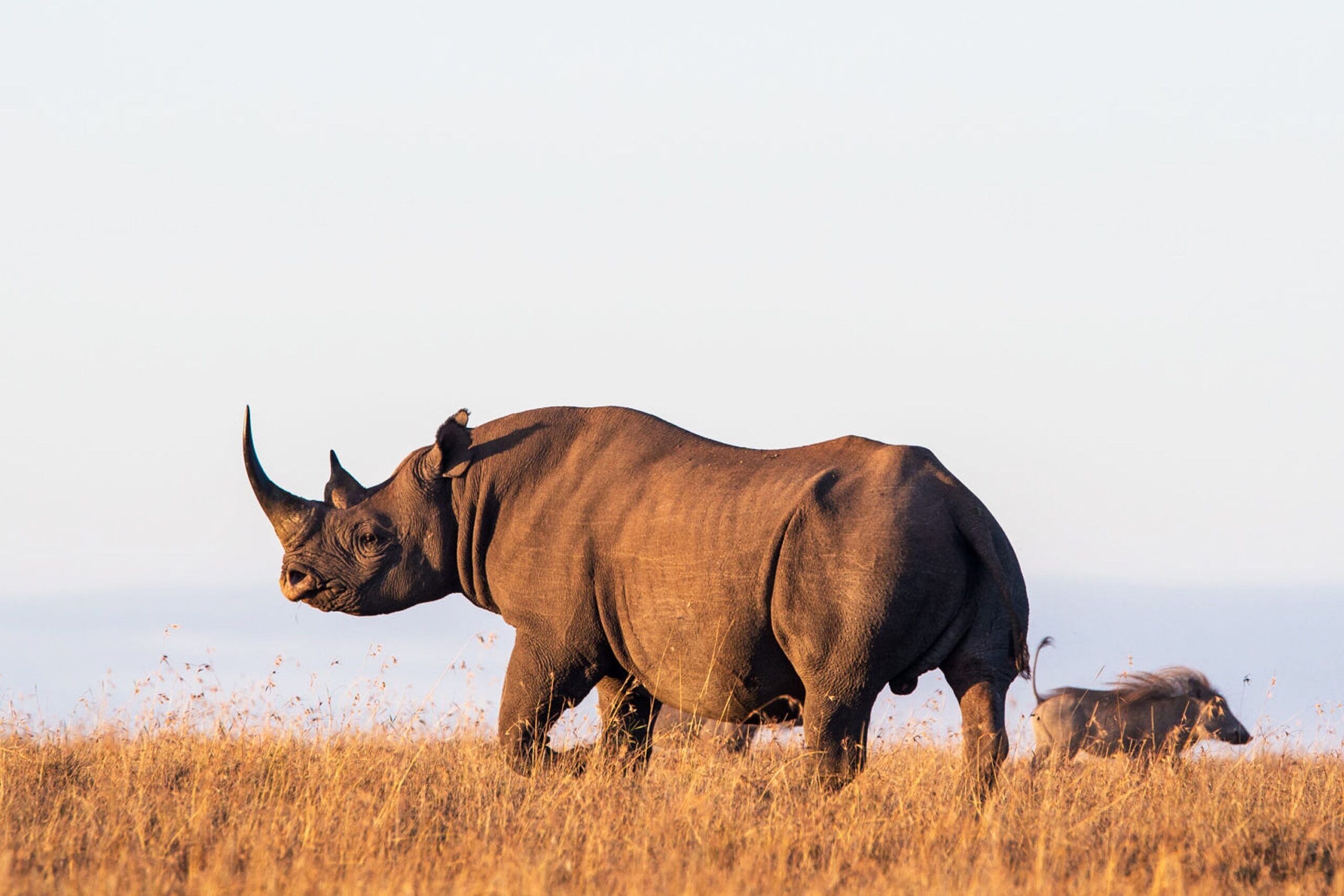 Black rhino and warthog in yellow grass