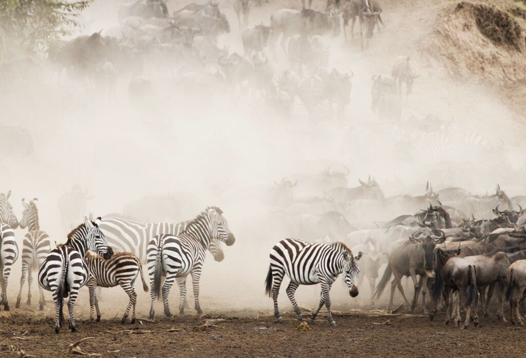 Great migration masai mara