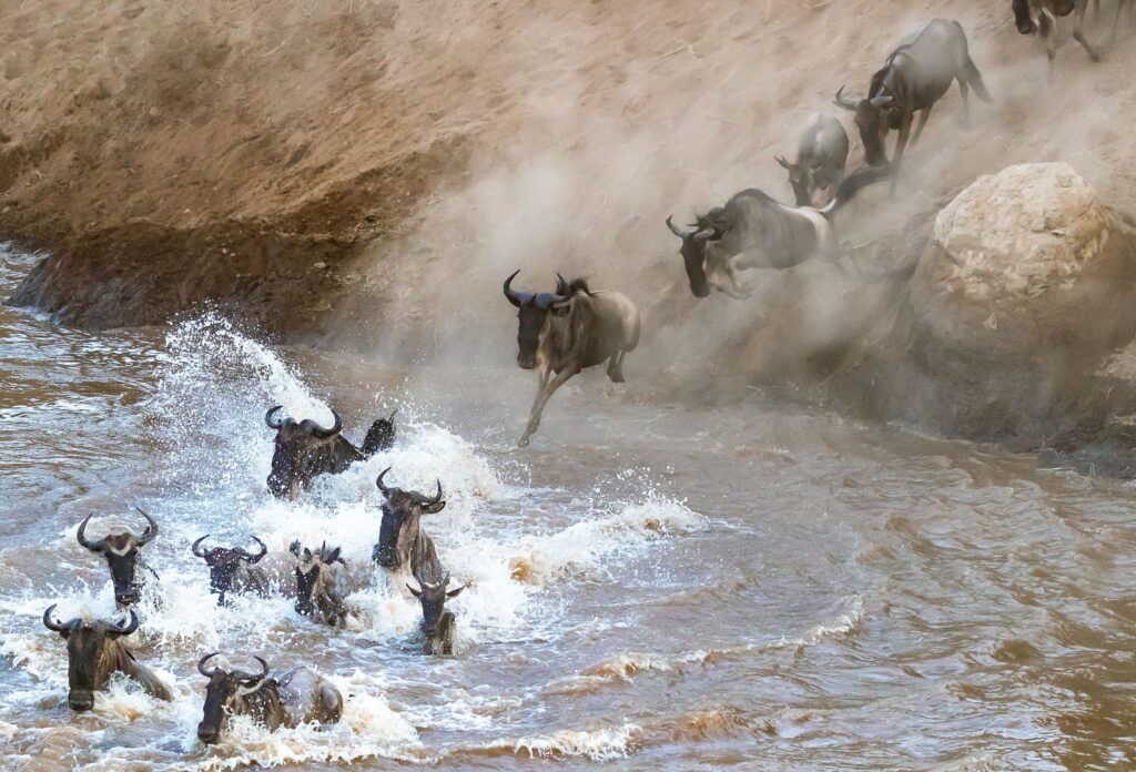 Great migration masai mara