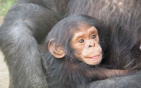 Baby chimpanzee clinging tight on to its mother