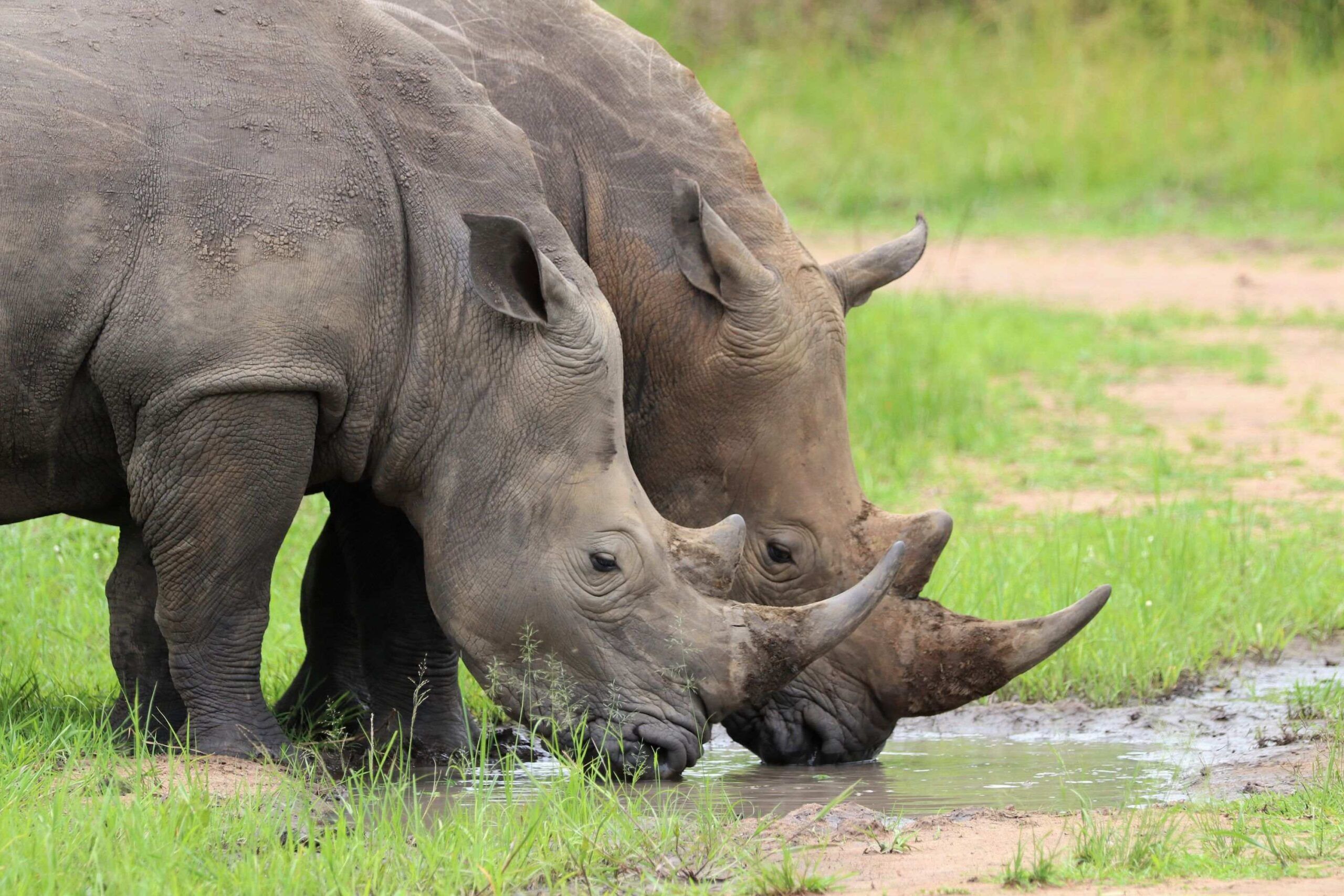 Rhino trekking at Ziwa Rhino Sanctuary