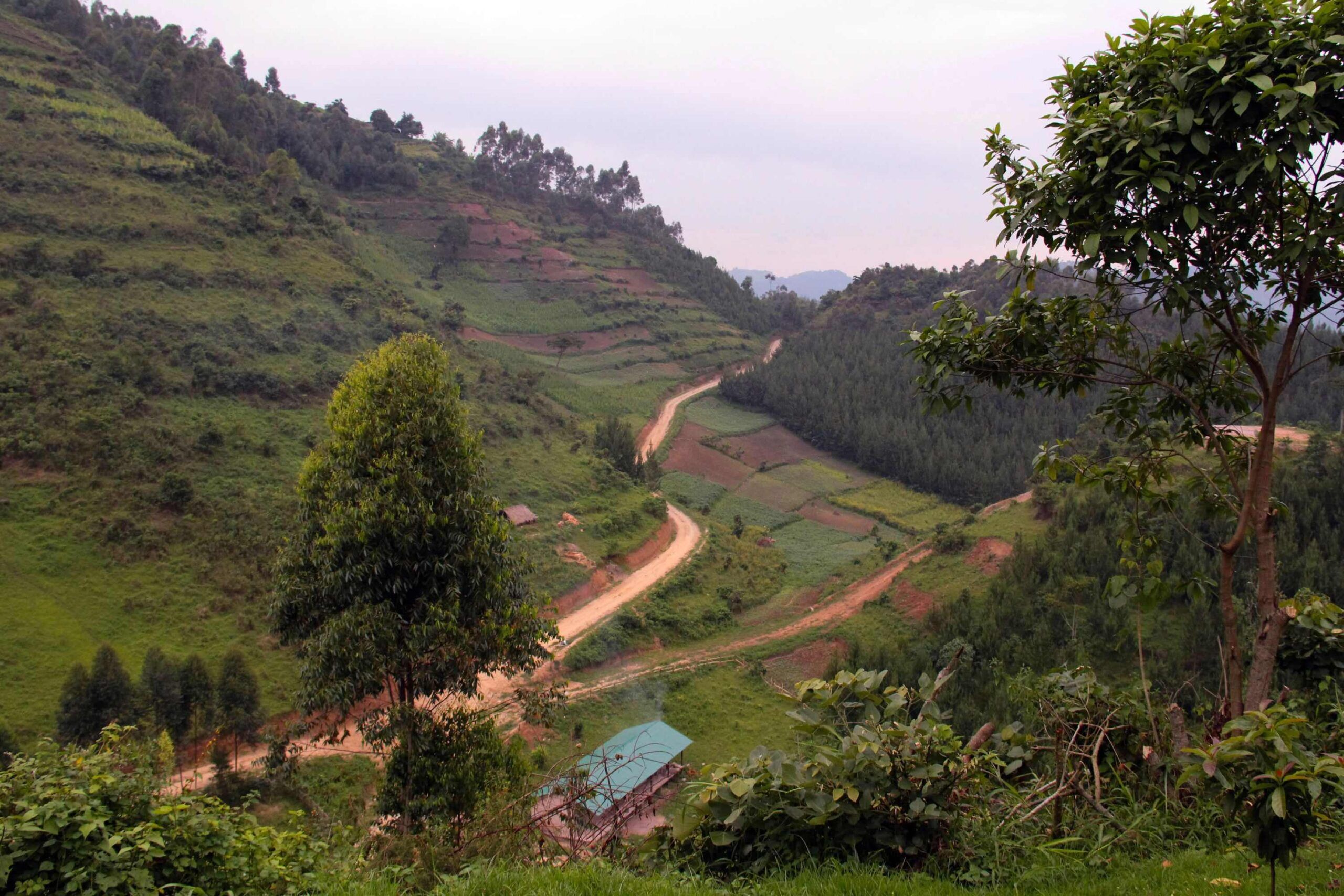 Drive from Entebbe / Kampala to Bwindi Impenetrable National Park