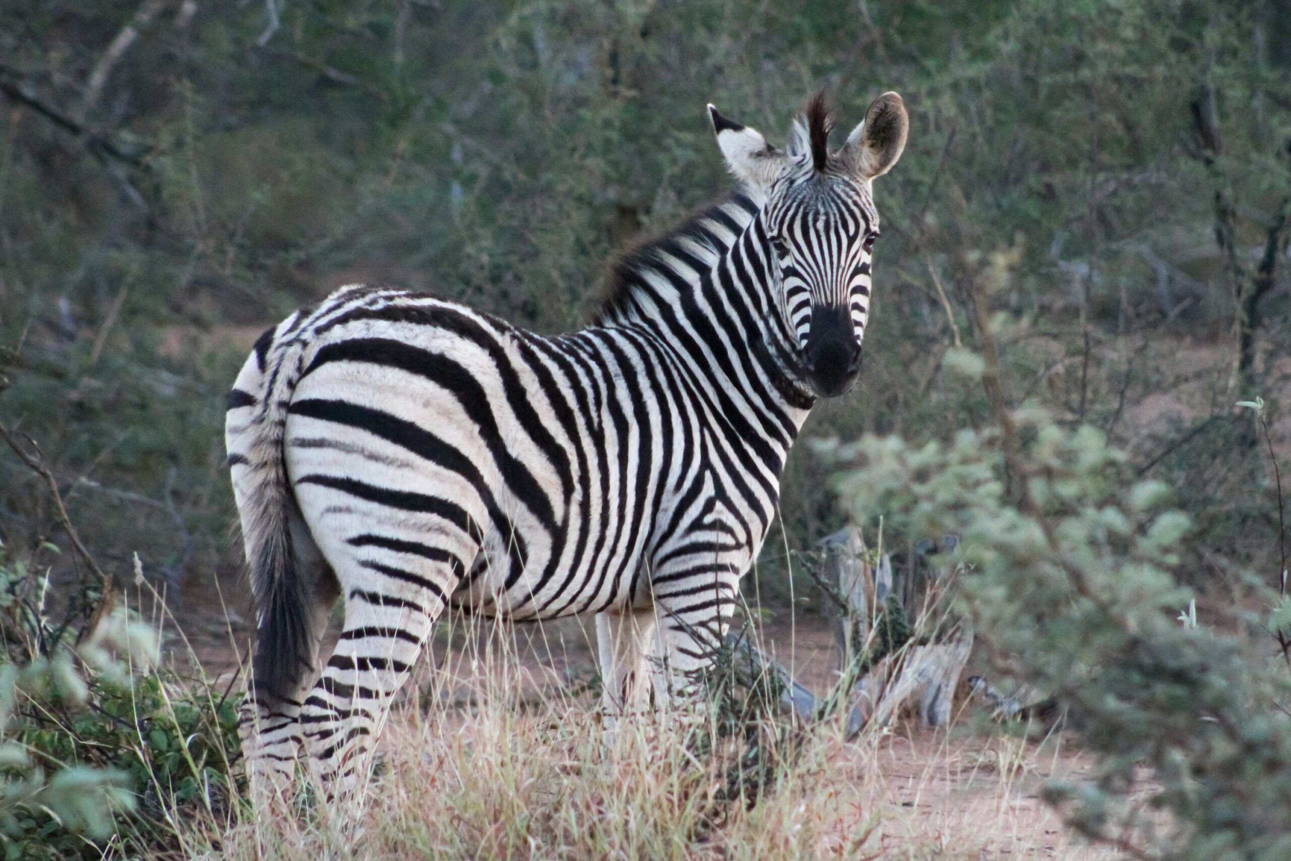 Jeep safari in Kidepo Valley National Park