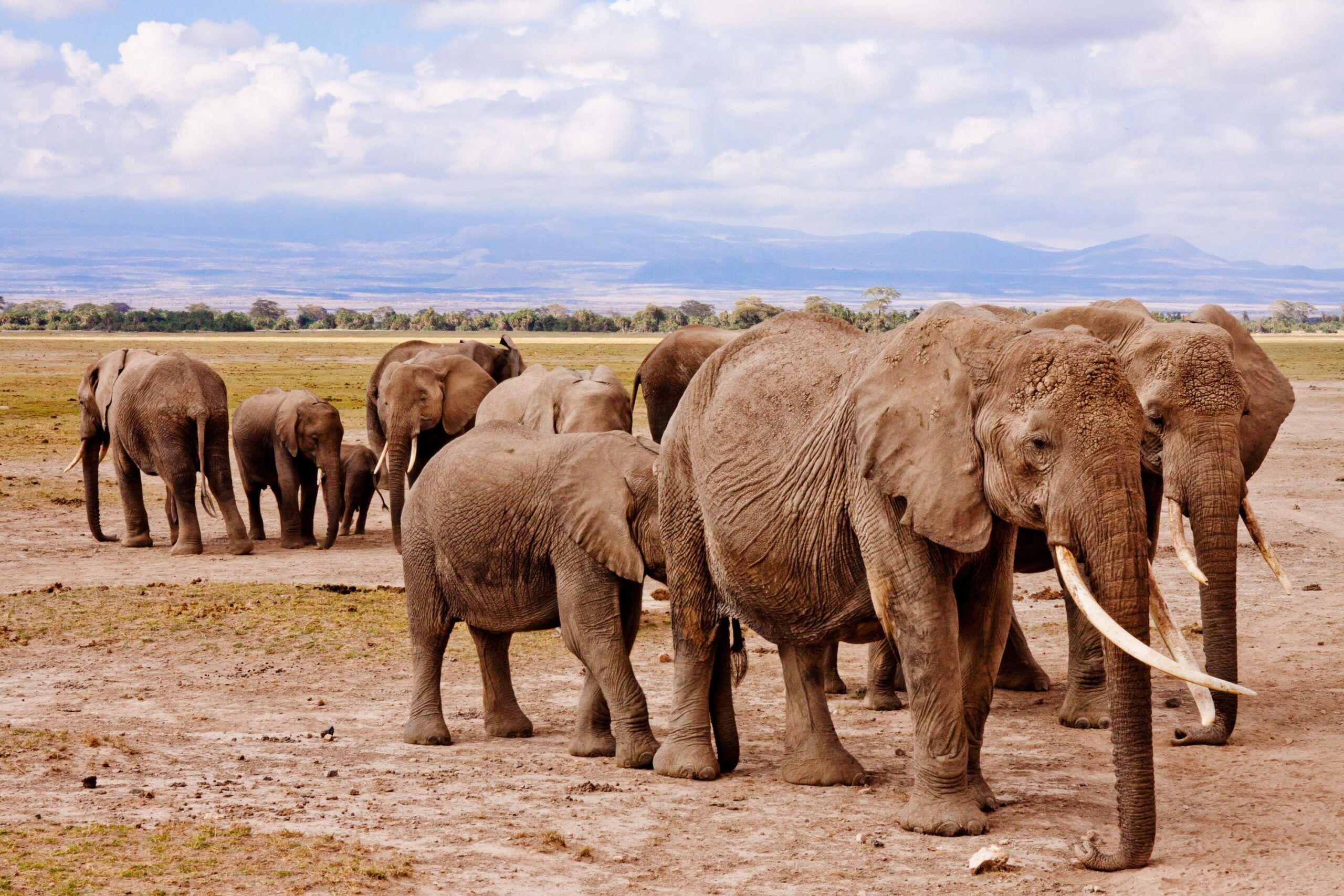 Herd of young and old elephants with trees in the background
