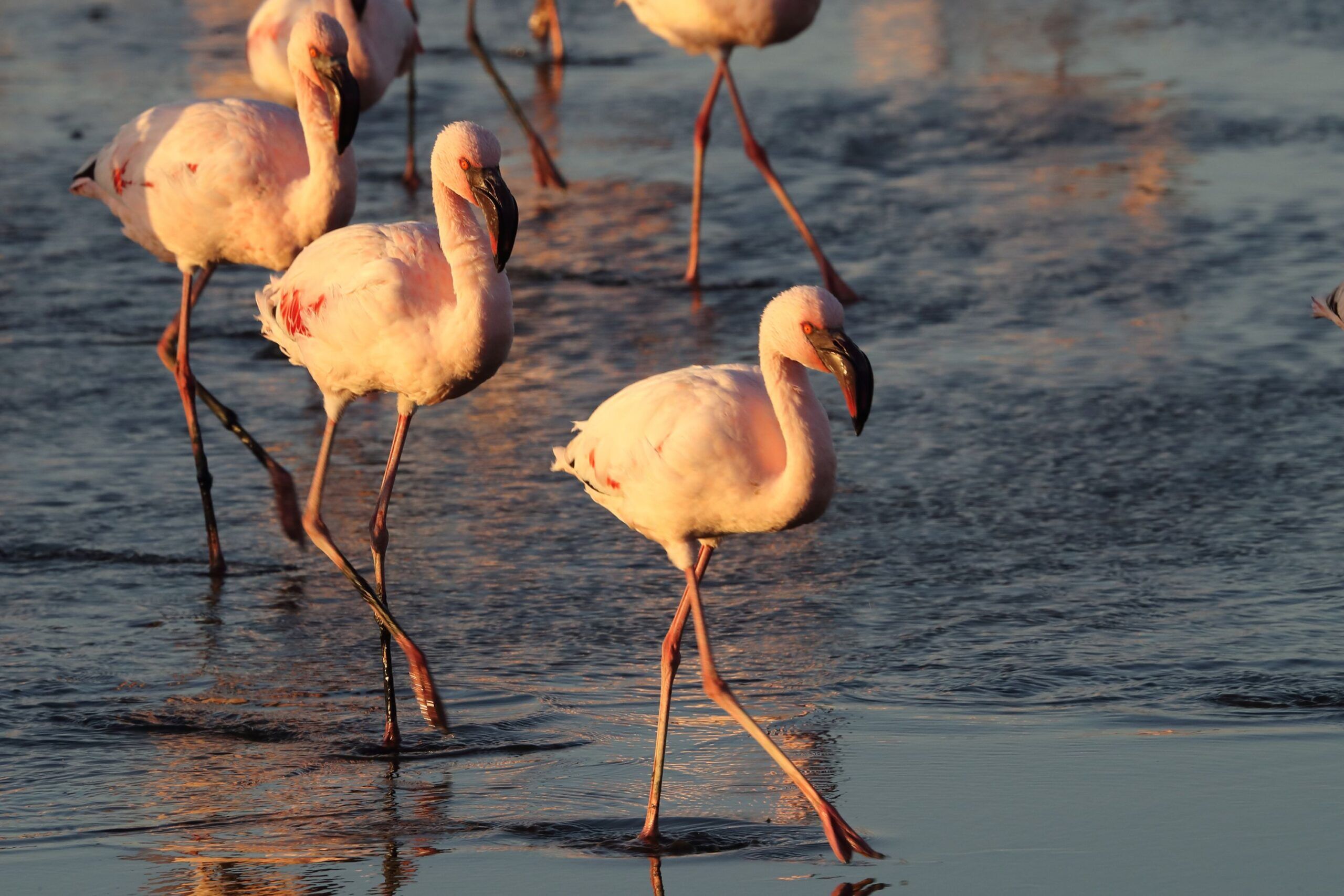 Several flamingos walking in the shallow water