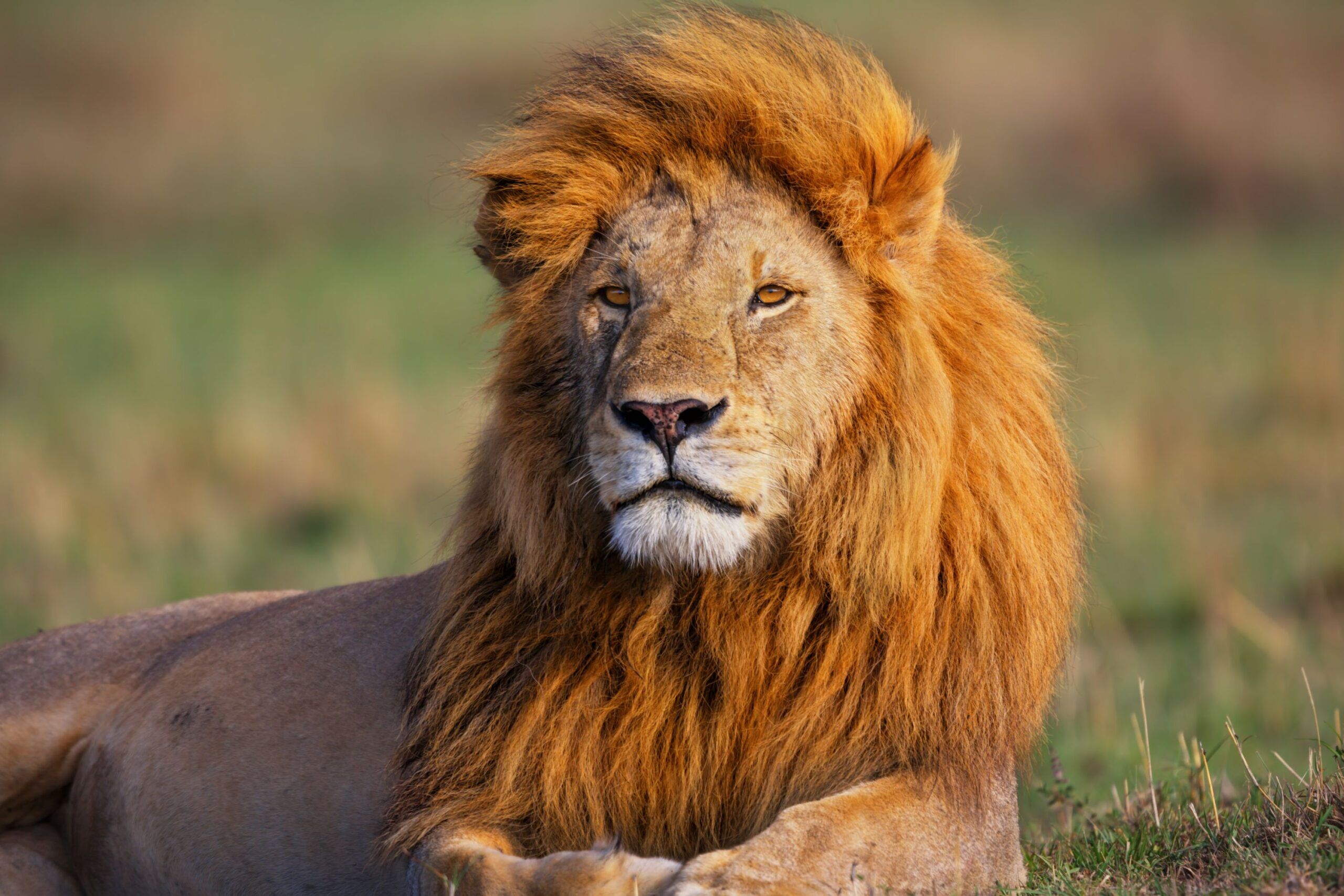 Lion sitting in the grass and in the sunlight