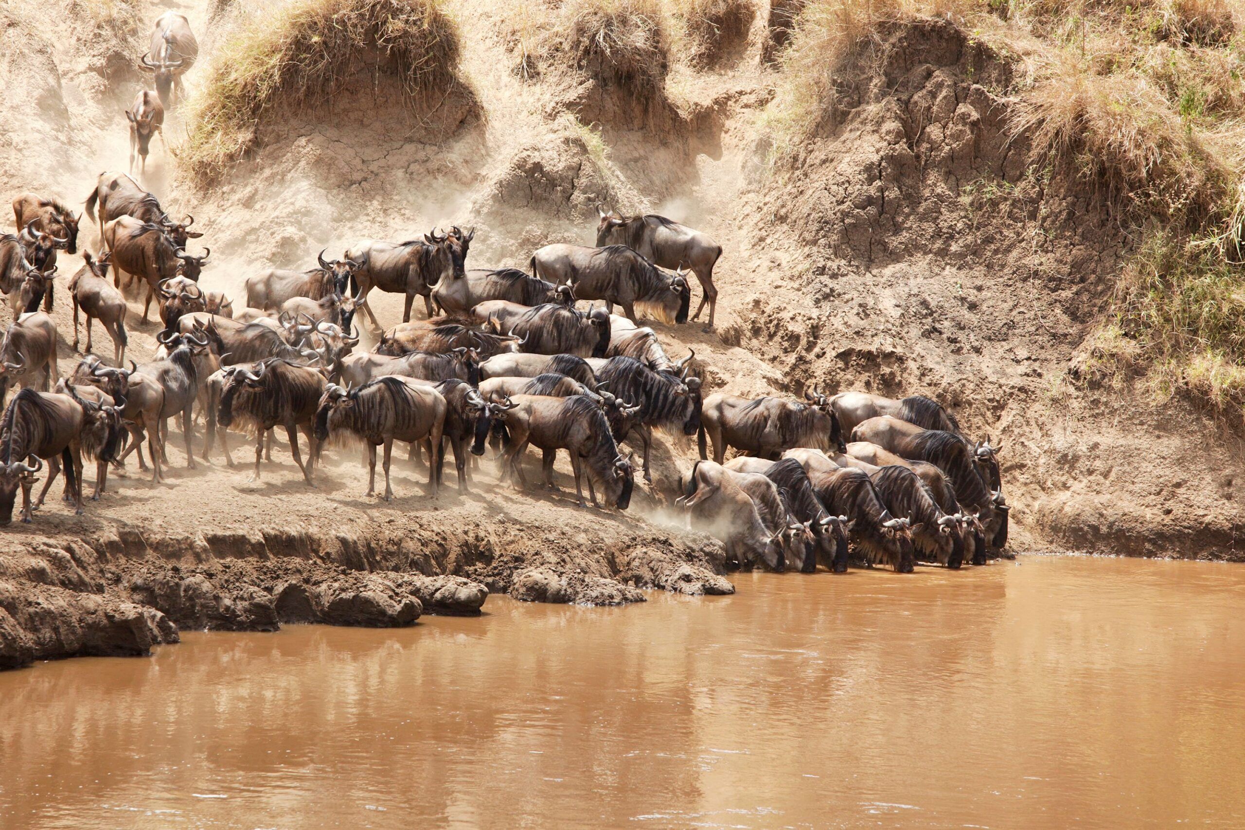 Countless of wildebeest gathering at a river Masai Mara