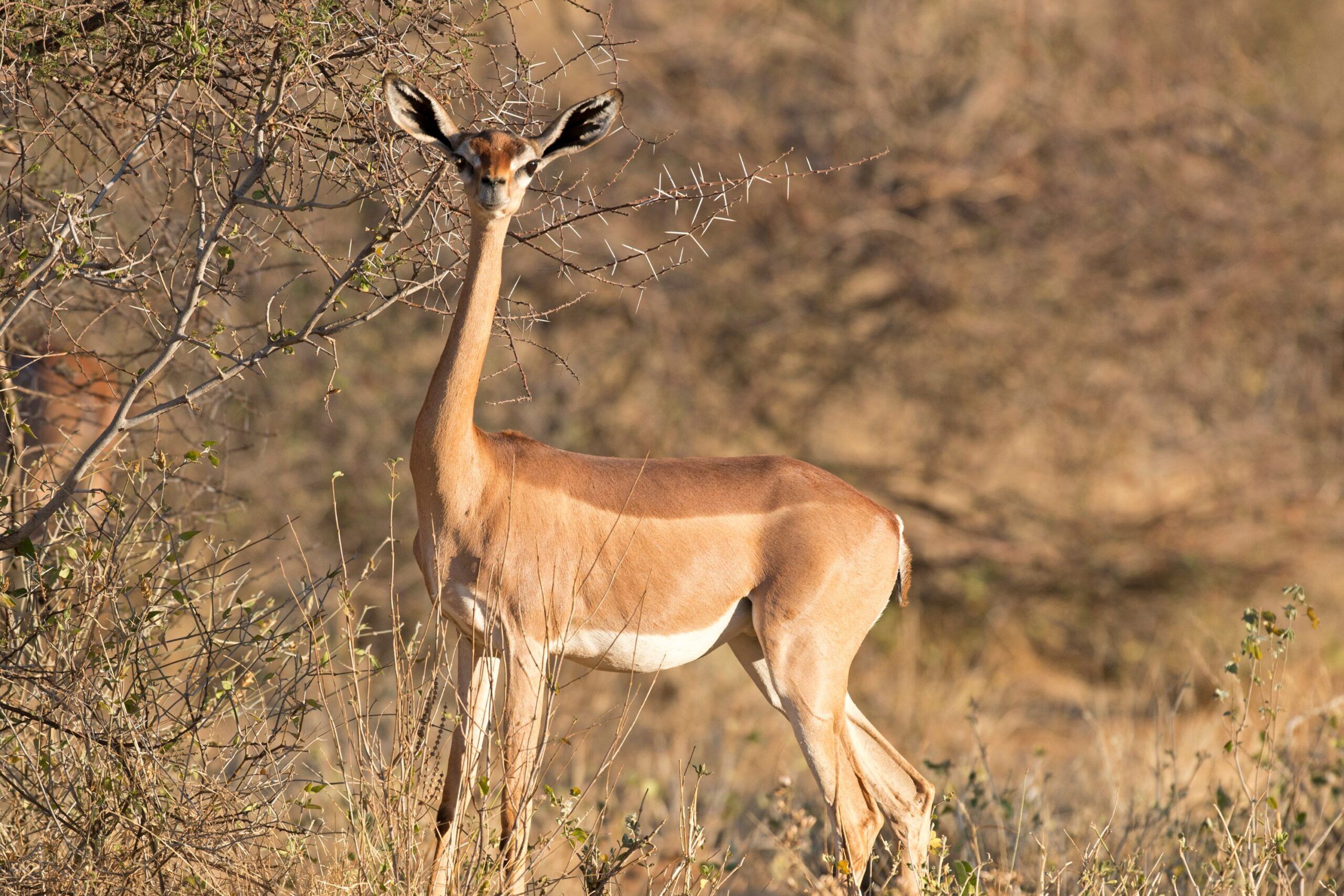 Gerenuk standing next to a bush in the yellow grass