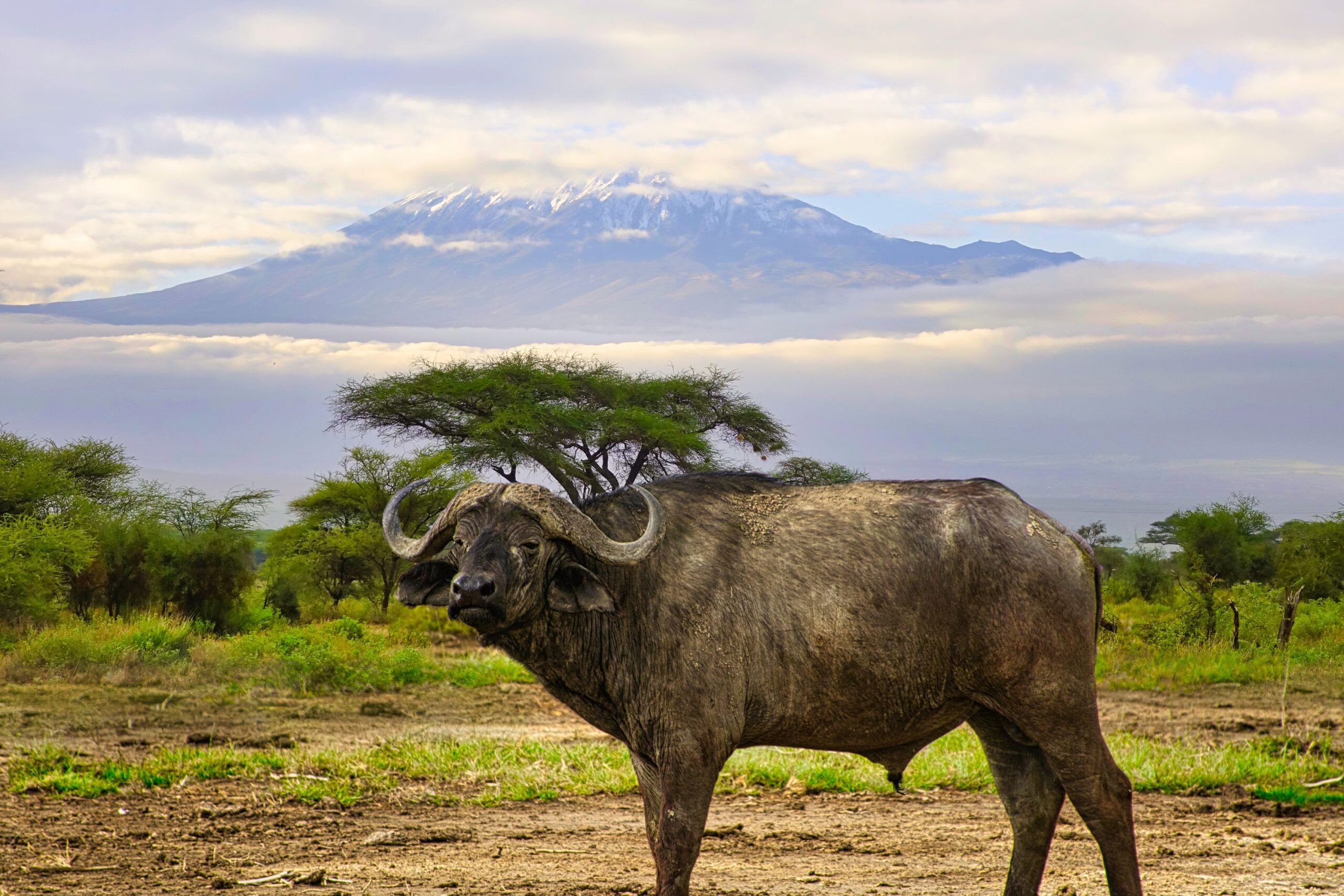 Buffalo standing in front of acacia tree and Mount Kilimanjaro