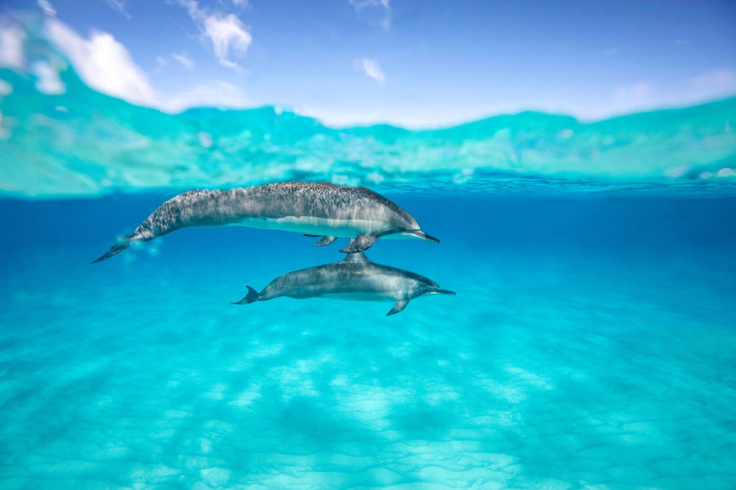 Two dolphins swimming in the turquoise ocean