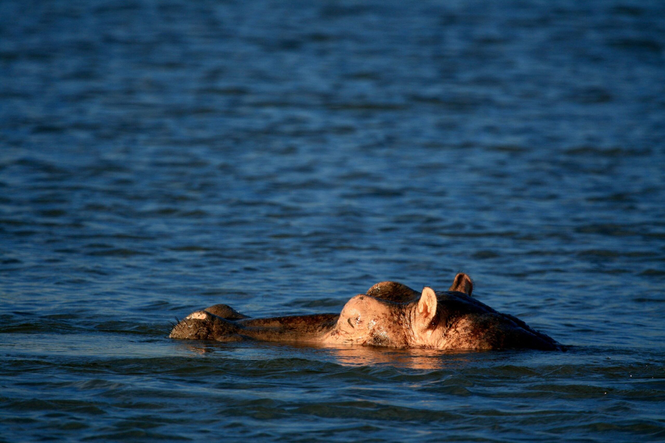 Hippo semi-submerged in water in Murchison Falls National Park