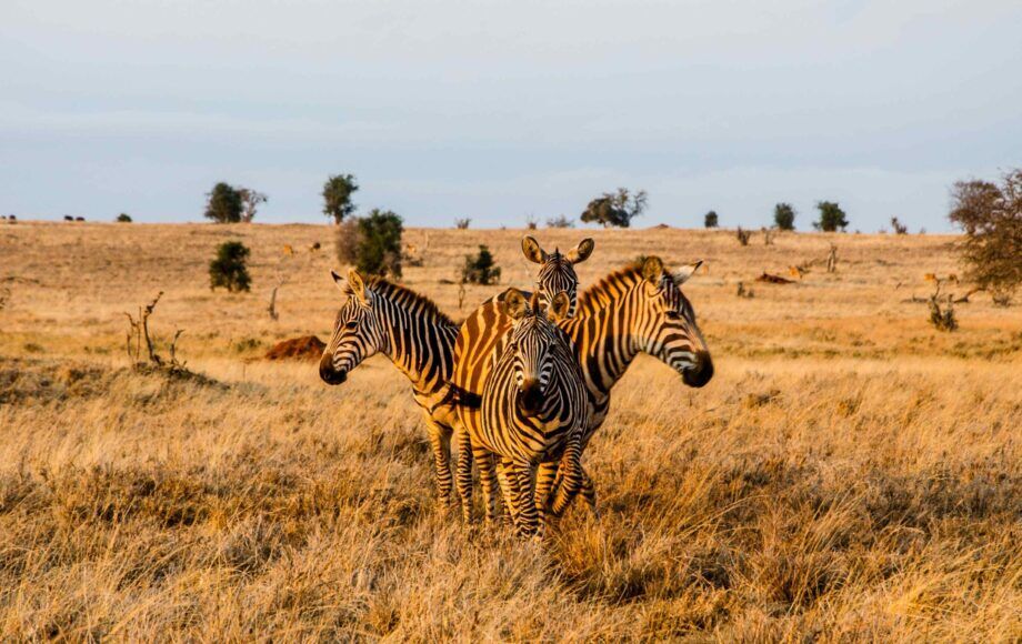 Four Zebras standing in a circle during golden hour in Tsavo West National Park Kenya