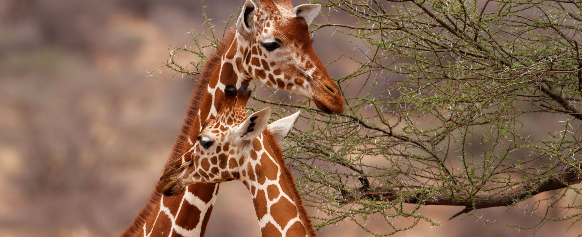 Two reticulated giraffes facing each other