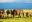 Herd of elephants with baby elephants roaming through the green grass