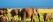 Herd of elephants with baby elephants roaming through the green grass