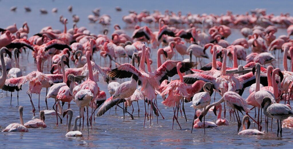 Greater flamingos wading through the shallow waters of Lake Nakuru National Park, Kenya, during sunrise, with reflections visible on the calm lake surface.