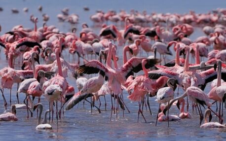 Greater flamingos wading through the shallow waters of Lake Nakuru National Park, Kenya, during sunrise, with reflections visible on the calm lake surface.