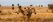 Four Zebras standing in a circle during golden hour in Tsavo West National Park Kenya