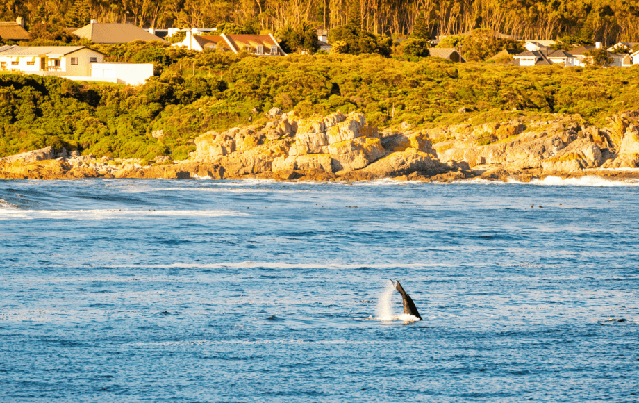 A southern right whale raising its tail near the rocky coastline of Hermanus, South Africa.