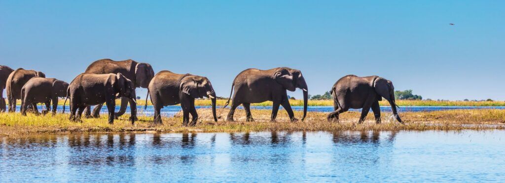 Elephants walking behind each other at the blue river of Chobe