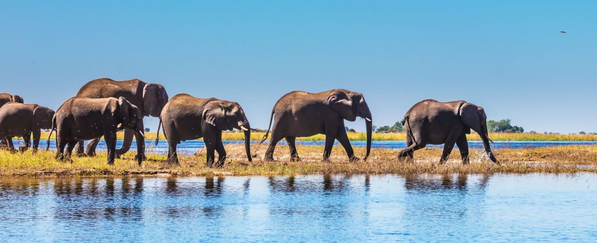 Elephants walking behind each other at the blue river of Chobe