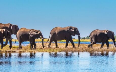 Elephants walking behind each other at the blue river of Chobe
