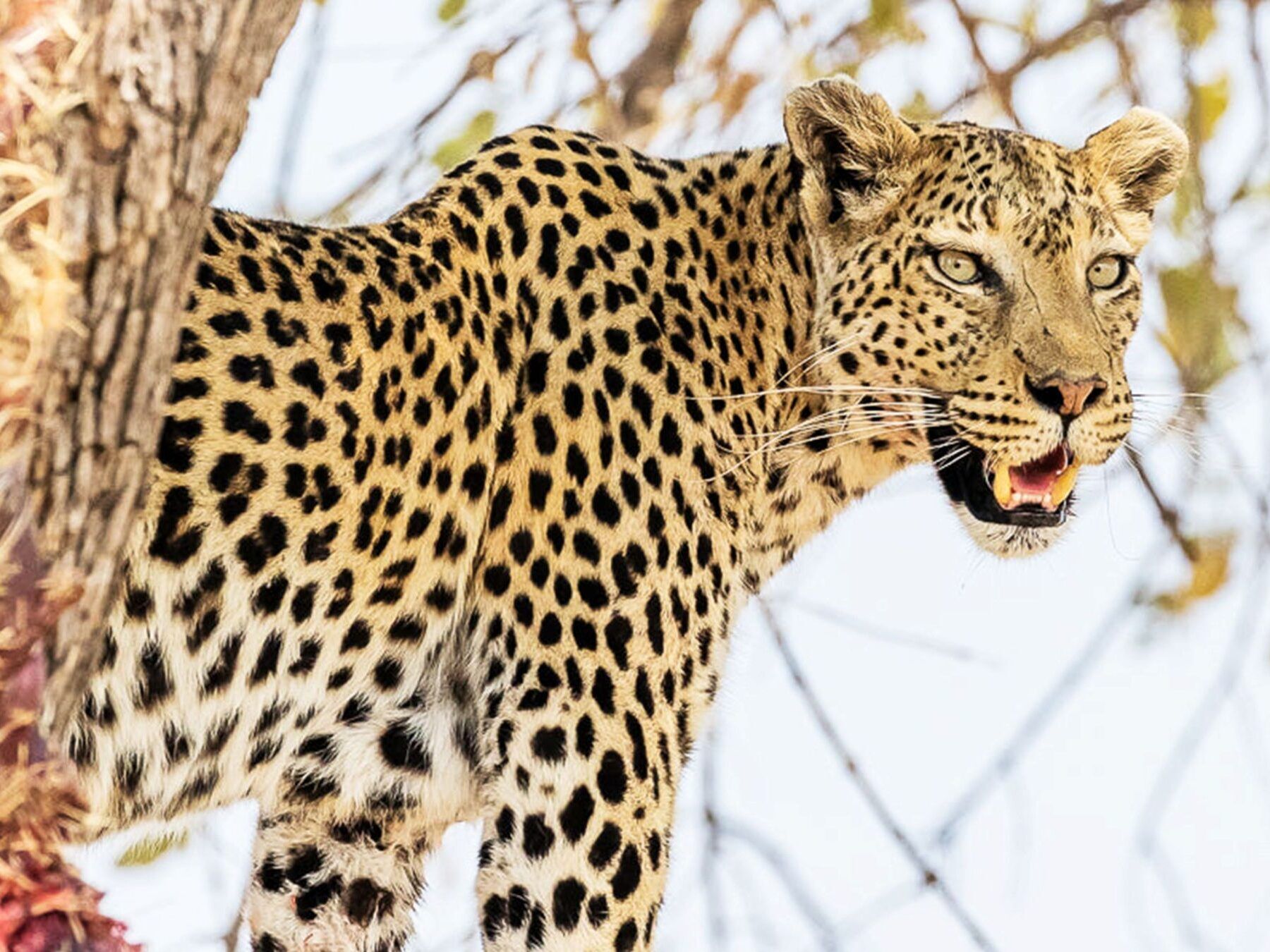 A leopard is standing behind a tree in Khwai Community Concession