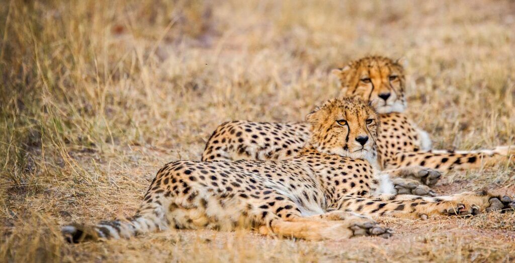 Two cheetahs lying on the ground of Khwai, Botswana