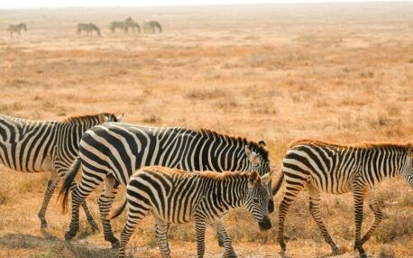 A herd of four zebras walk in the low yellow grass of Chobe National Park in Botswana