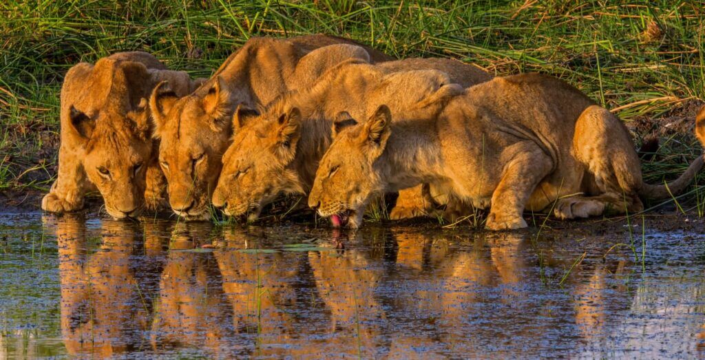 Four lions in a row drinking water in Okovango Delta