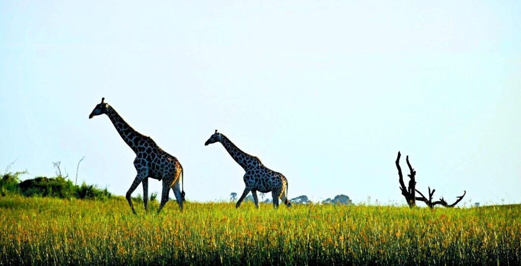 Two giraffes walking through the lush grass in Okavango Delta