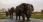 Chobe Riverfront (Chobe National Park)