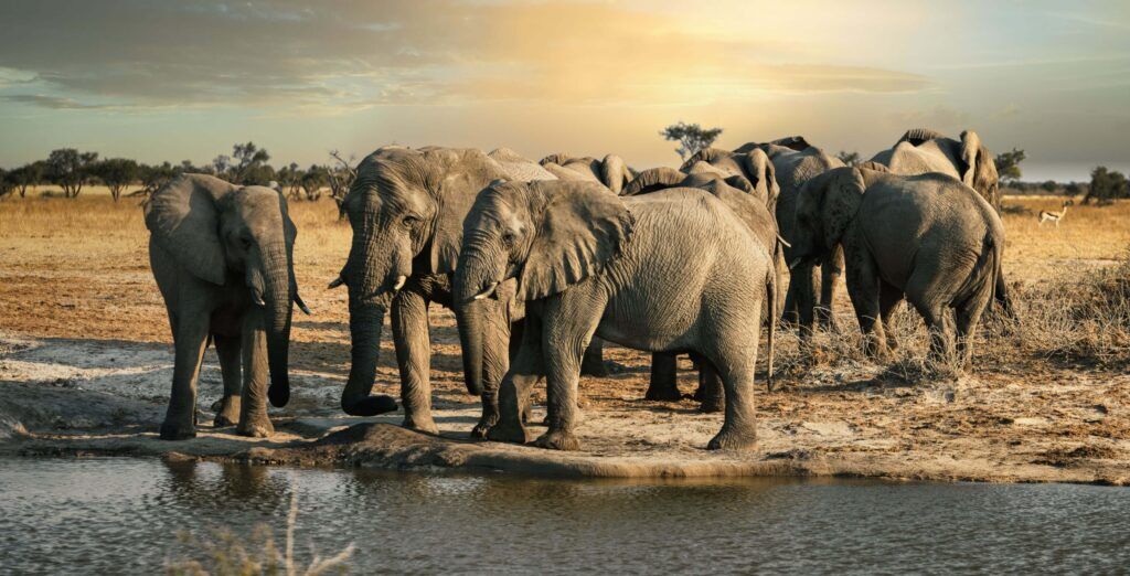 Herd of elephants gathering at a waterhole in Botswana.