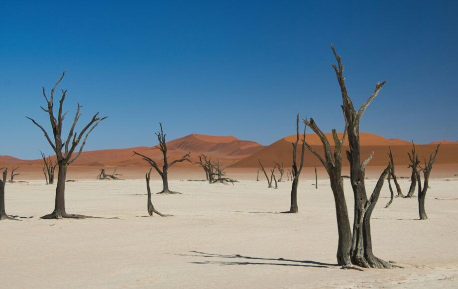 Several dead trees in Deadvlei Sossusvlei with dunes in the background