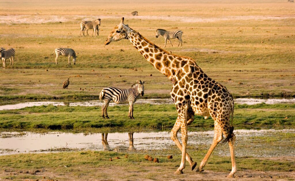 Giraffe and zebras in Chobe Riverfront