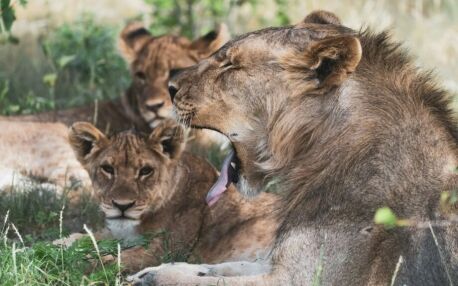 Lion pride resting in the shade in Namibia's Etosha National Park with one lion yawning
