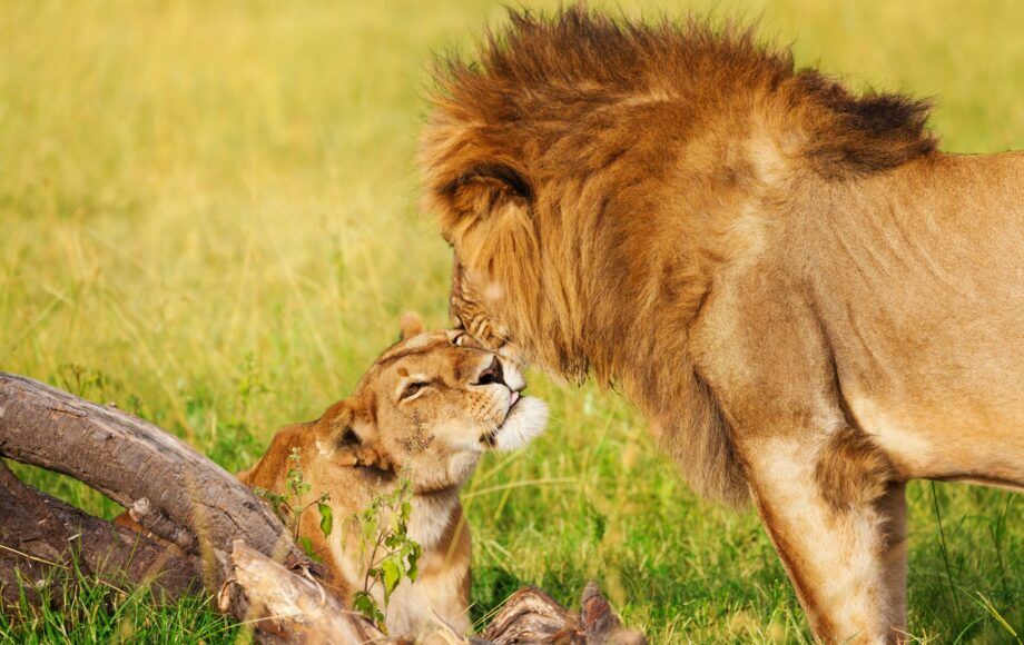 Lioness lying in the green grass, lion snuggles up against her head