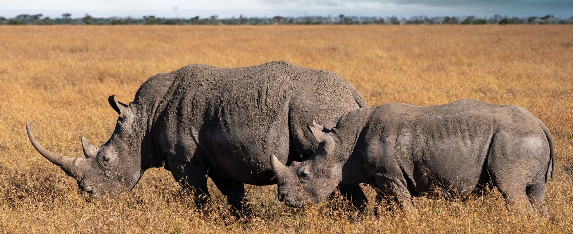 Two black rhinos in the light grass of Ol Pejeta Conservancy