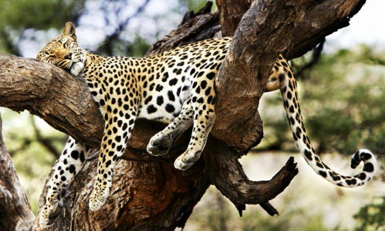 Leopard sleeping in a tree