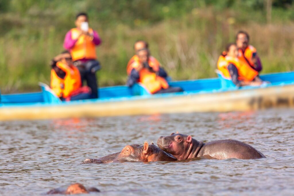 Hippos and baby hippo in water with people in a boat