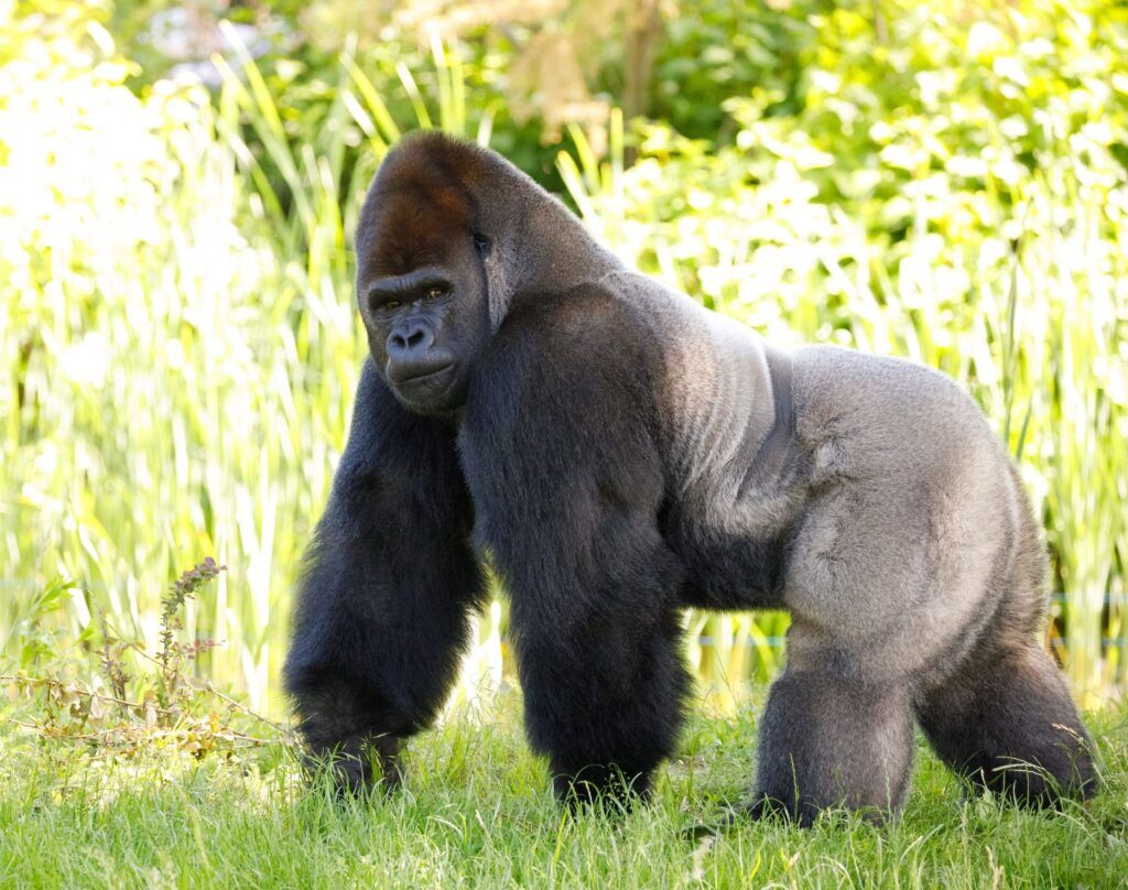 Mountain gorilla silverback walking in the green grass in front of green bushes