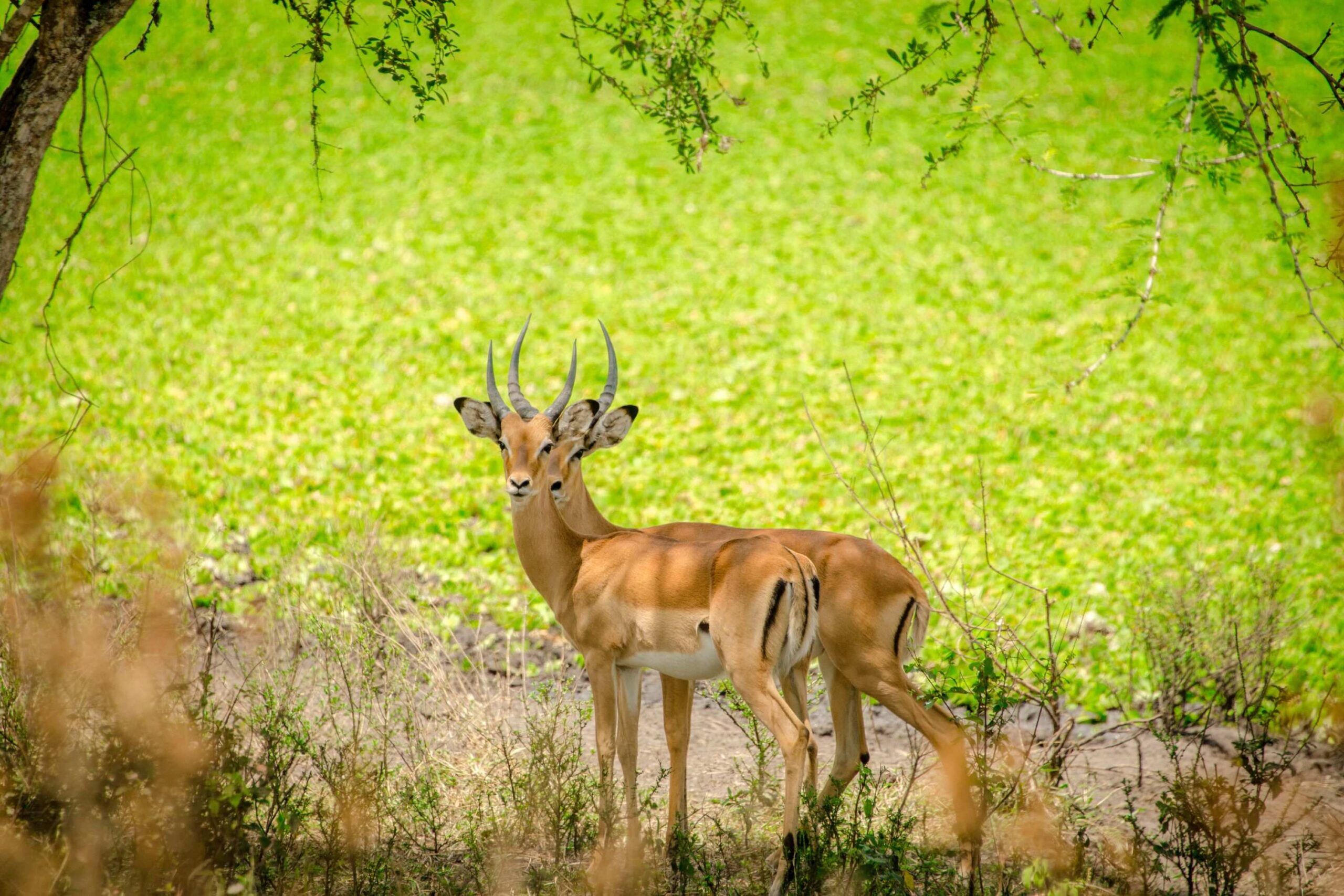 Mountainbike safari outside Lake Mburo National Park