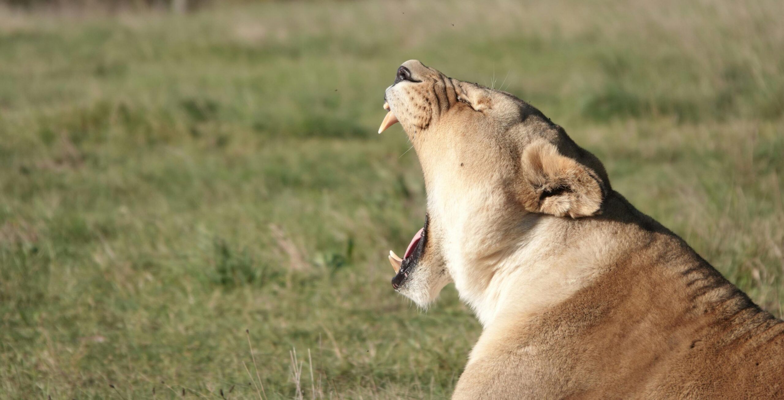 Drive from the Orpen Gate of Kruger National Park to Hoedspruit